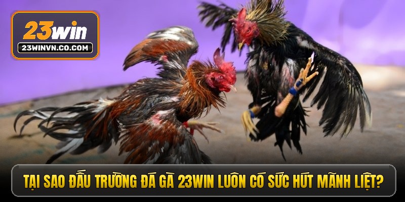 Tại sao đấu trường đá gà 23win luôn có sức hút mãnh liệt?